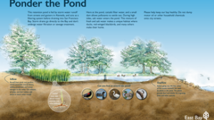 Ponder the pond