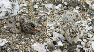 Newly hatched CA least tern and snowy plover chicks