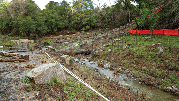 Plants sprout along the newly daylighted creek in January 2023.
