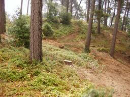 Redwood Pine