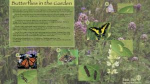 Butterflies in the garden interpretive panel