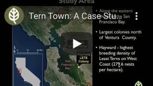 Tern Town: A Case Study in Shorebird Restoration Thumbnail