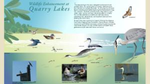 Wildlife enhancement at Quarry Lakes infographic