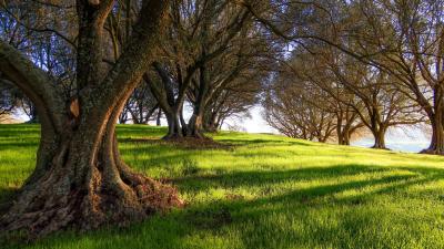 Olive Grove in Pleasanton Ridge by Jim Van Slyke
