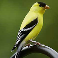 Yellow black goldfinch