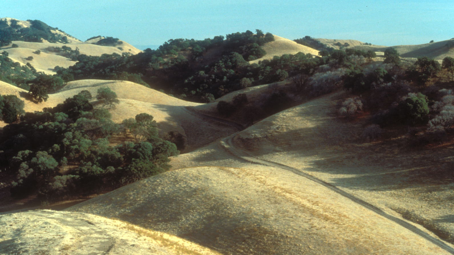 are dogs allowed in mount diablo state park