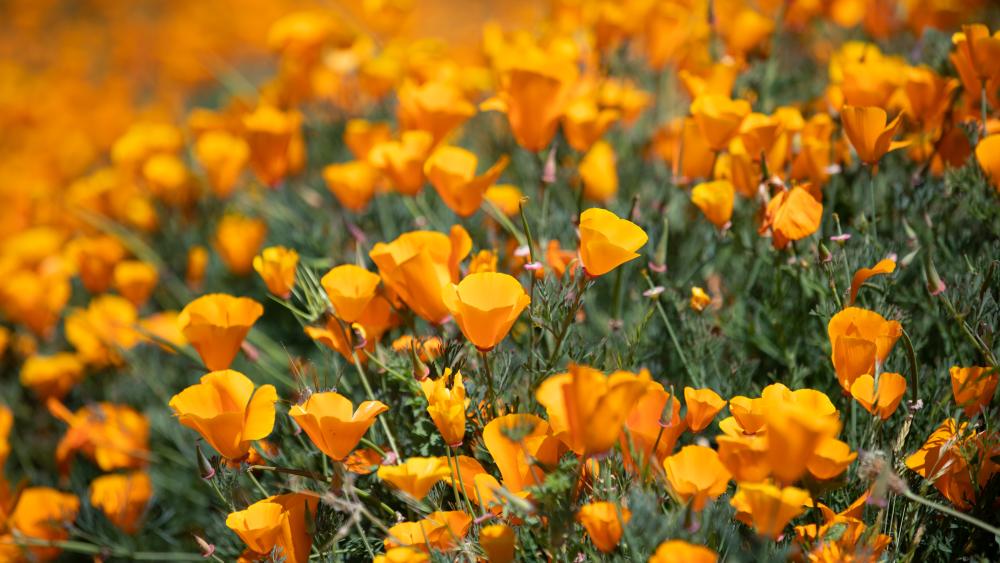 Wildflowers In Your Parks | East Bay Parks