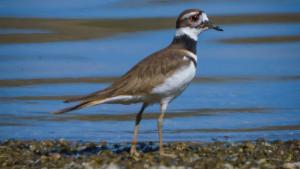 Killdeer photographed by Trent Pearce