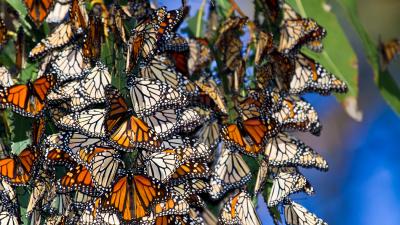 Monarch at Ardenwood Historic Farm