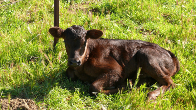 calf 