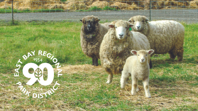 Sheep Shearing Day 90th Anniversary
