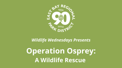 Wildlife Wednesday Presents: Operation Osprey