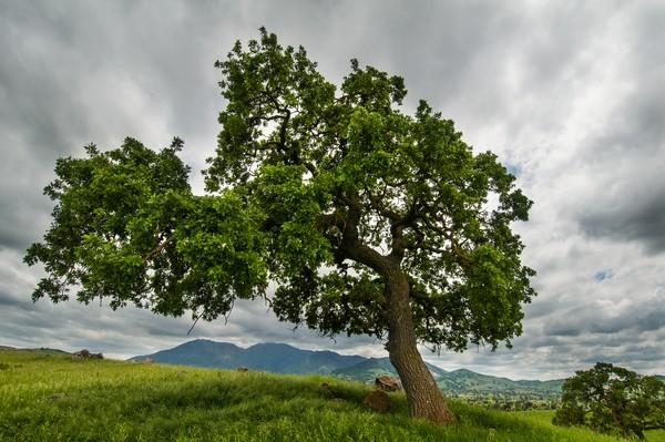 Oak Tree with a view of Mount Diablo