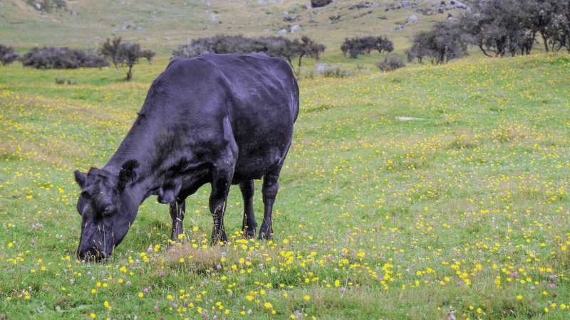 Black Angus Cow 16x9