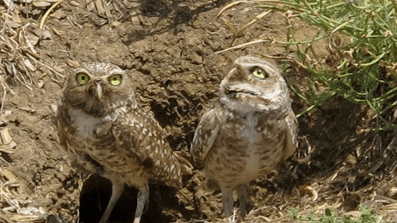 Burrowing Owl Buddies 16x9