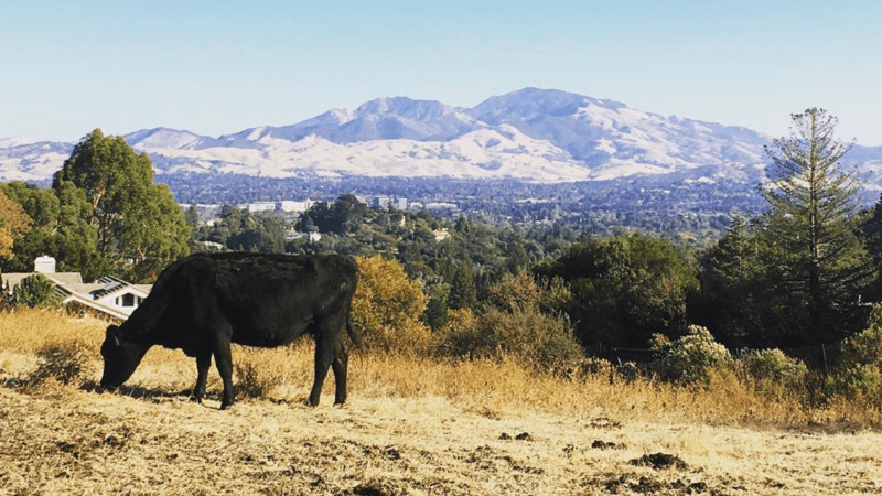 Cow Grazing Near Mt Diablo