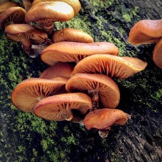 Galerina marginata mushrooms