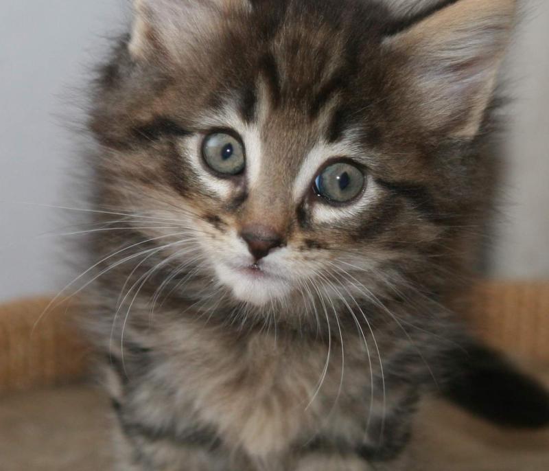 Kitten Placeholder Image