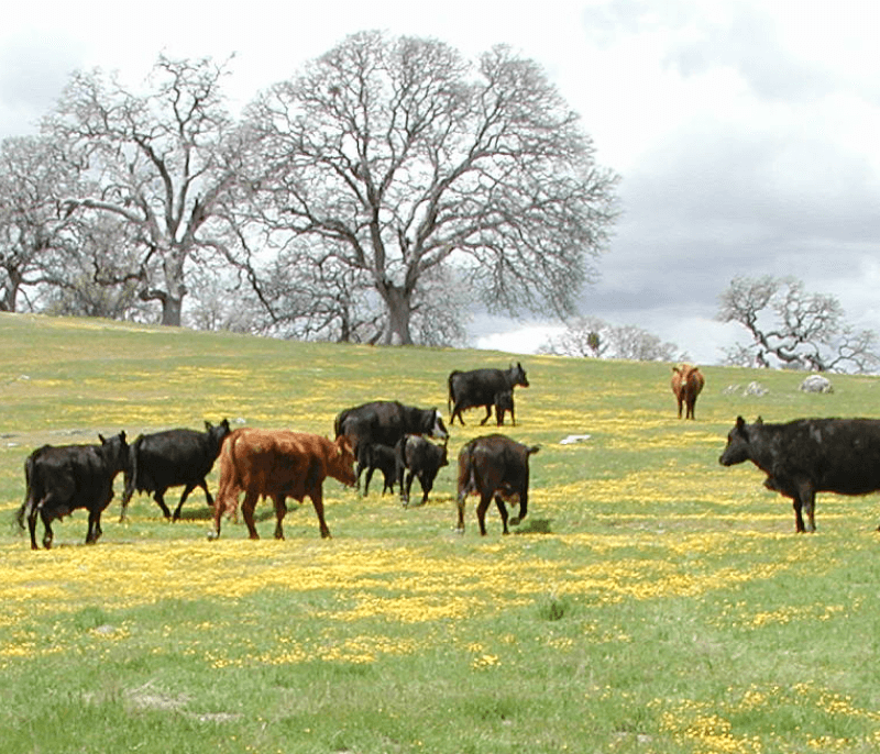 Grazed Flowers Cows
